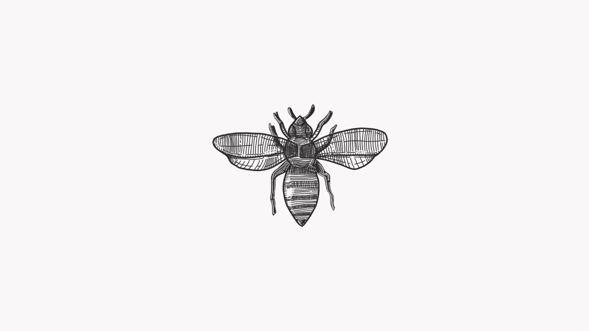 etching style sketch of a bumblebee